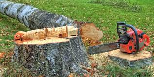 Best Tree Maintenance Programs  in Ridgefield Park, NJ
